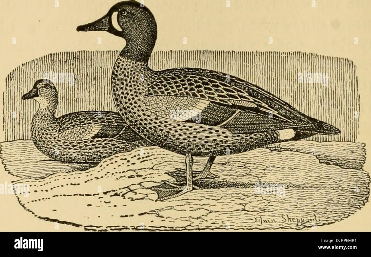 . Canard américain tir. Tournage de canard ; les canards. Les Sarcelles à ailes bleues. 1411,03 discors Linn. Le mâle adulte a le dessus de la tête et le menton noir ; une bande en forme de croissant blanc, bordé de noir, s'étend du front au-dessus de l'oeil jusqu'au bas du projet de loi ; le reste de la tête est sombre couleur de plomb, parfois avec des reflets pourpre brillant. Les scapulaires de l'épaule qui sont noires, striées de buff. L'arrière et les parties supérieures, généralement brun foncé et noir mat, repéré, exclu et striées de buff. Le bas du dos est brun terne ; les petites sus-alaires de l'aile au niveau de la courbure o Banque D'Images