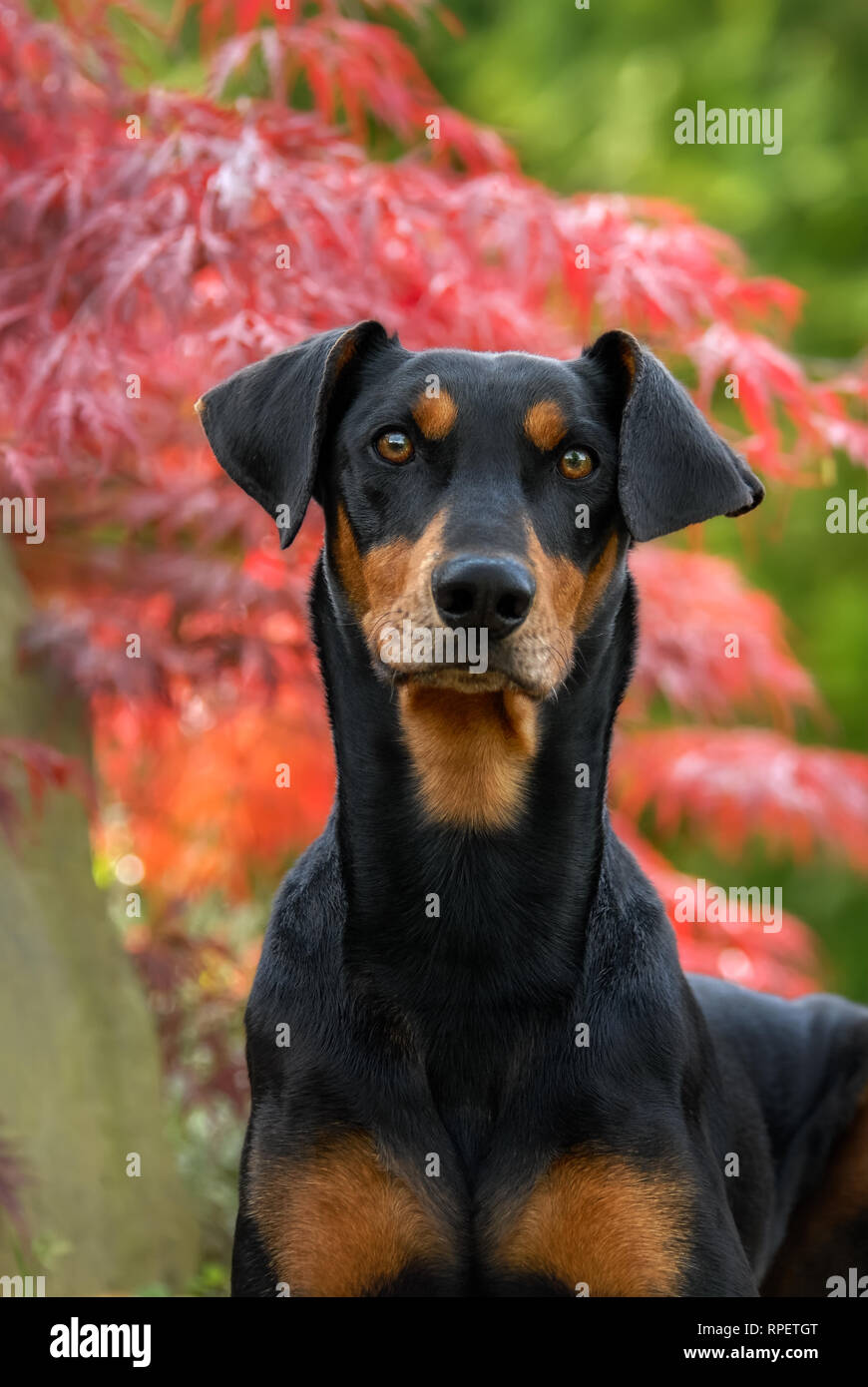 Alerte mignon chien Pinscher allemand mâle avec uncropped des oreilles naturelles, couleur noir avec extrémités feu, portrait dans un jardin en face de feuilles d'érable rouge Banque D'Images