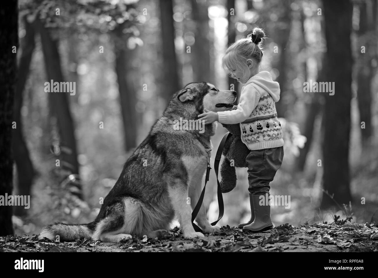 Enfant jouer avec Husky et ours sur l'air frais extérieur. Chaperon rouge avec le loup dans les bois de conte de fées. L'enfance, jeu et amusement. Active et l'activité Banque D'Images