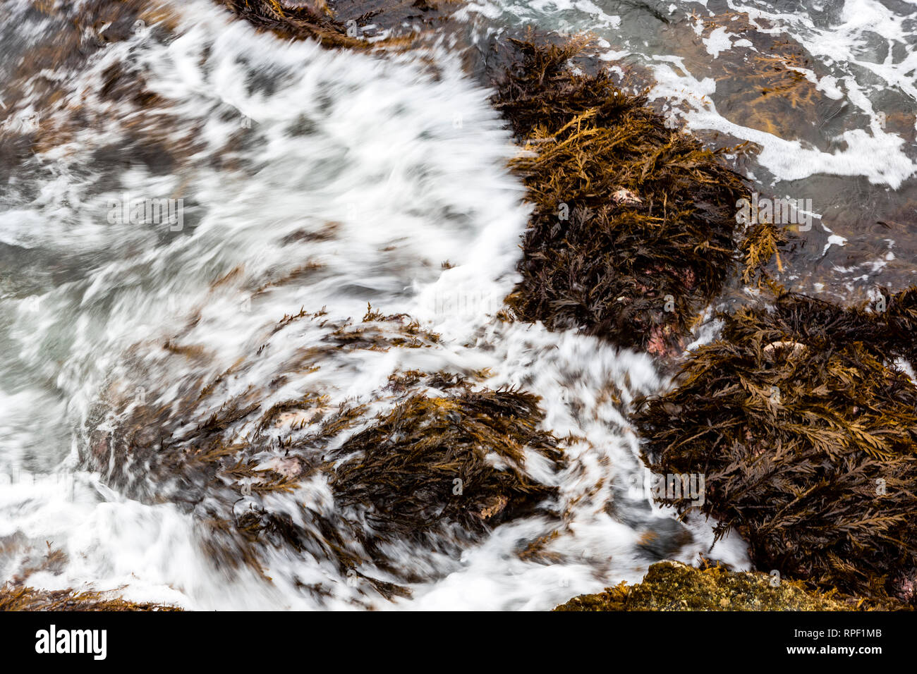 Détail de brown de frondes pétiolées varech Ecklonia radiata du sud de l'Europe de l'océan Pacifique. Banque D'Images