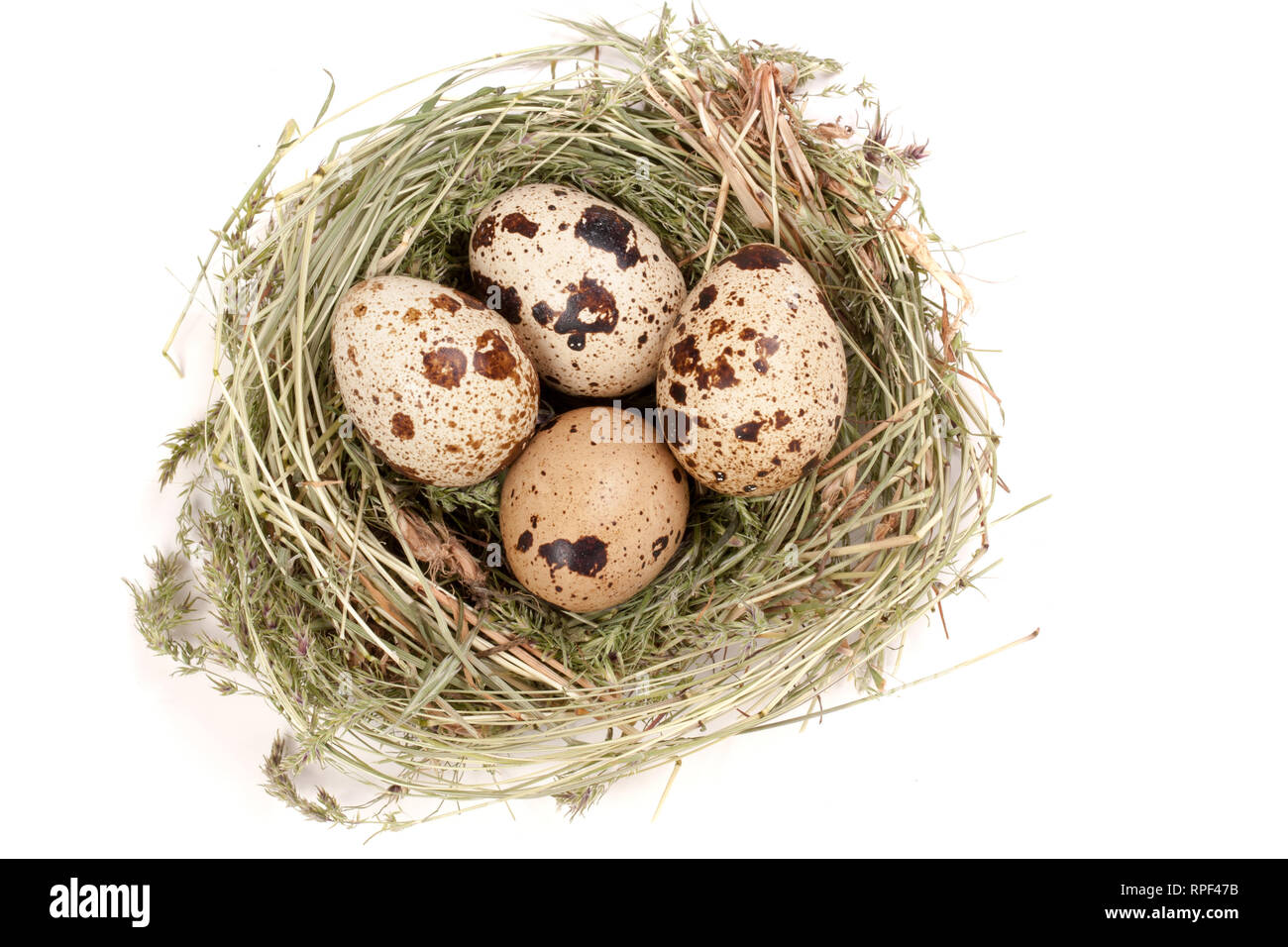 Quatre des oeufs de cailles dans un nid isolé sur fond blanc. Vue d'en haut Banque D'Images