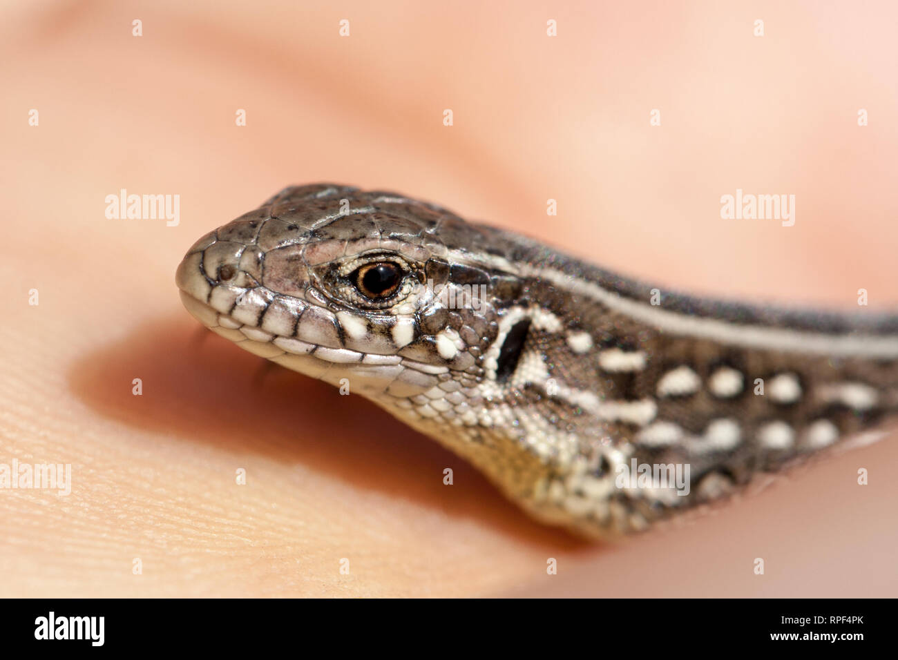 Herpétologiste main tenant des balkans juvénile lézard des murailles. Podarcis tauricus Banque D'Images