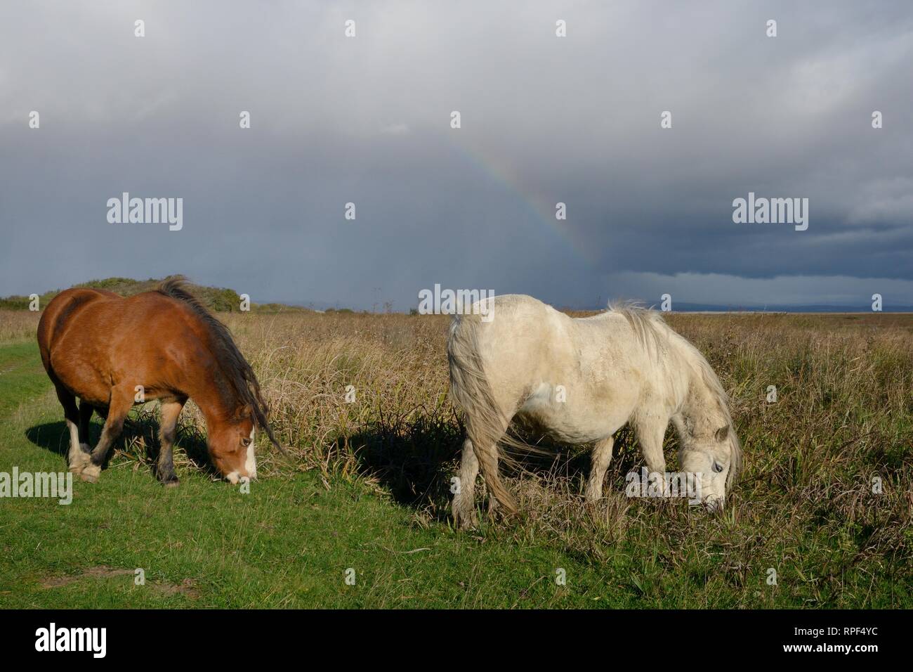 Deux poneys Welsh Mountain (Equus caballus) herbe de pâturage et la végétation des marais salants avec un arc-en-ciel en arrière-plan, Whiteford Burrows, Gower, le Pays de Galles. Banque D'Images