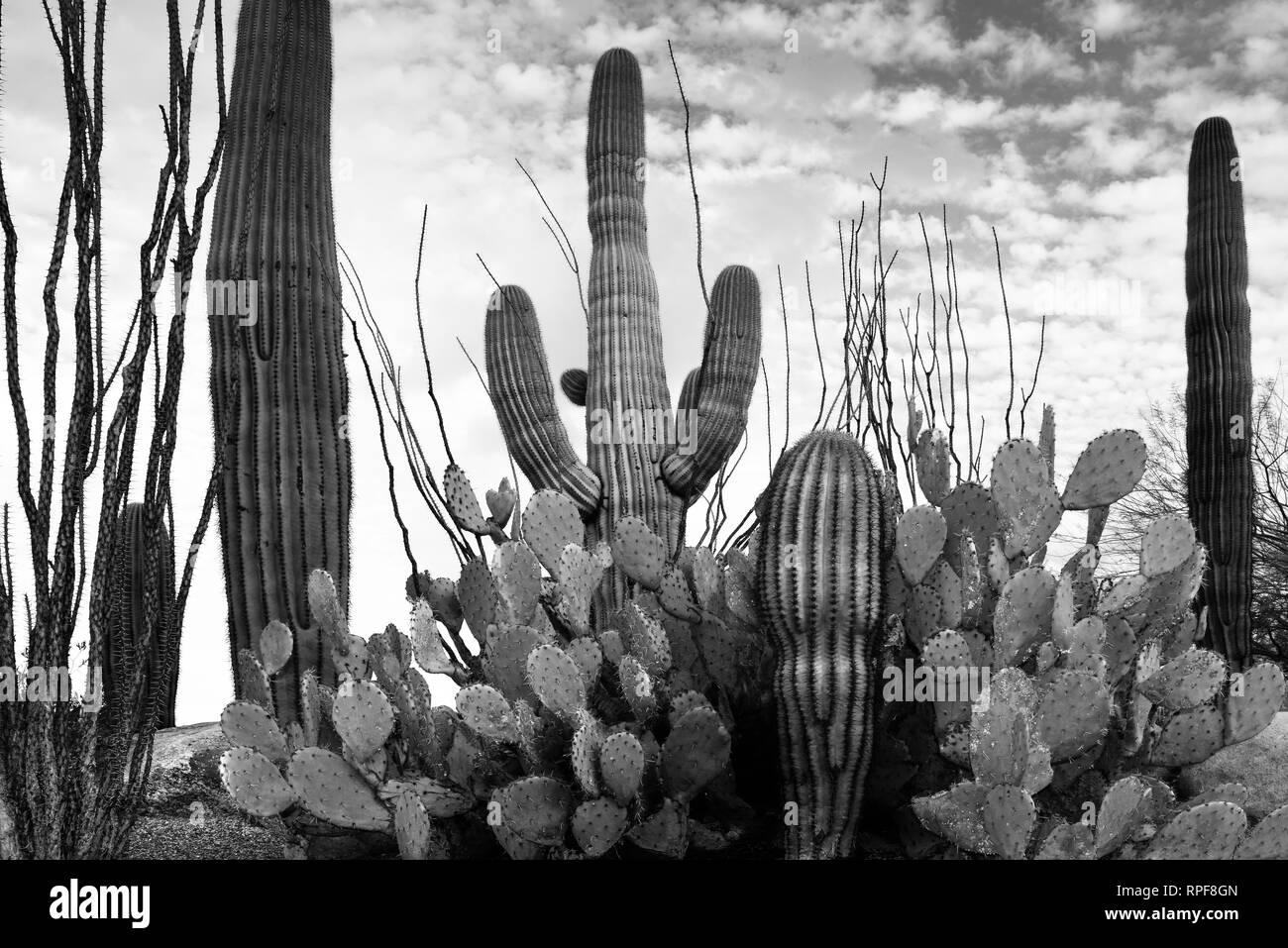 Une impressionnante et emblématiques du jardin de cactus Saguaros avec, le figuier de barbarie et la cactus dans un paysage désertique sur un jour nuageux dans l'Arizona, USA en noir et Banque D'Images