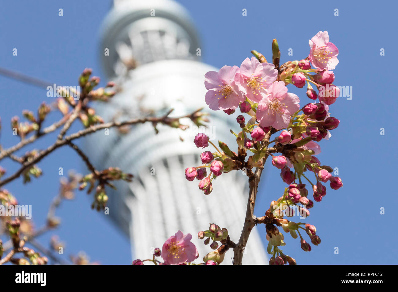 Kawazu Zakura Fleurs De Cerisier En Fleurs Avec Depart Derriere Tokyo Skytree Le 21 Fevrier 19 A Tokyo Japon L Kawazu Zakura Variete De Fleur De Cerisier Fleurit Toujours Plus Tot Que Les Autres Varietes
