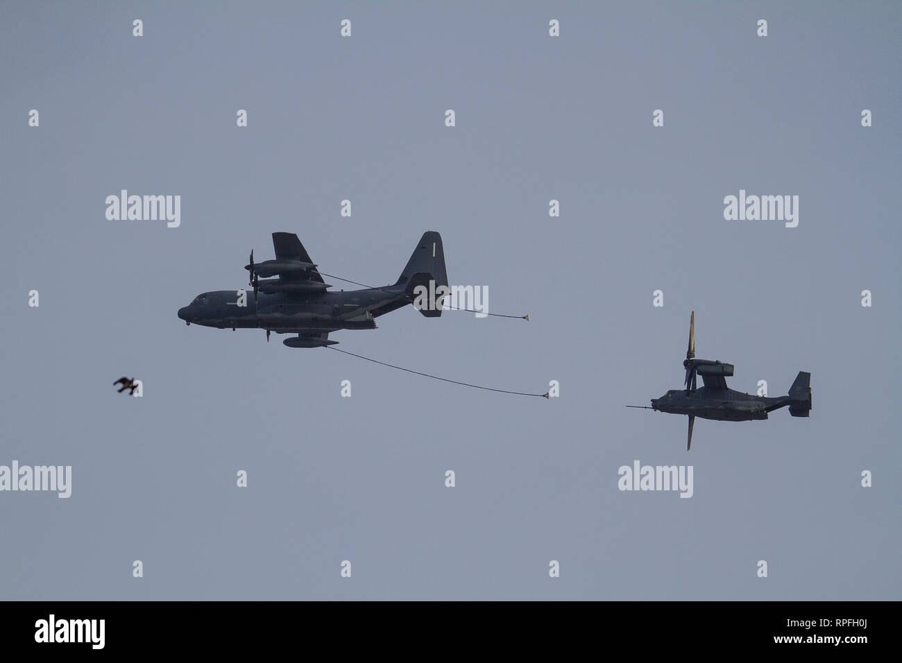 Sheffield, Angleterre - 22 Février 2019 : Sheffield 75e anniversaire / Survol Survol MC-130J Commando II et Osprey avec propagation d'oiseaux Banque D'Images