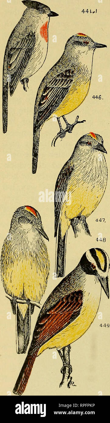 . Magazine des oiseaux de l'Amérique, de l'ornithologie. Les oiseaux. 304 OnNITIWLOGY américain. Tableau d'identification no 20. 44 Moucherolle.S. J. U No 441.1 : Rose-throated Becard, {Platyp alaiae- saris). L'est du Mexique, en passant au nord de la vallée du Rio Grande au Texas. Longueur, 8 in. Parties supérieures gris foncé à brun noirâtre sur les ailes et la queue. Front et parties inférieures blanchâtres, lavé avec du gris sur les flancs. Cimier noir. Le projet de loi que les plus robustes des moucherolles. N° 446. Tyran tritri (Tyrannus la table, mel- ancholicus couchii). L'ensemble du Mexique jusqu'au sud de l'lié- ary des États-Unis. Environ 9 sur la longueur Banque D'Images