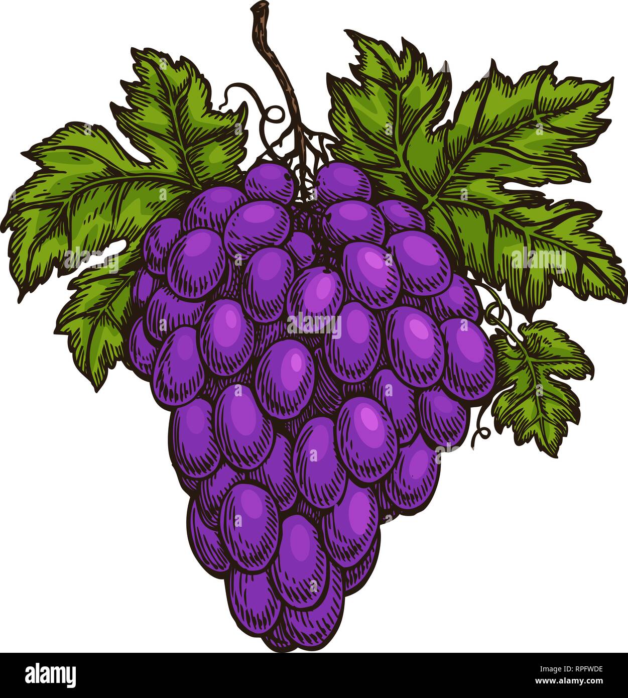 Grappe de raisin. Des fruits, des chais, les croquis. Illustration vecteur de vinification Illustration de Vecteur