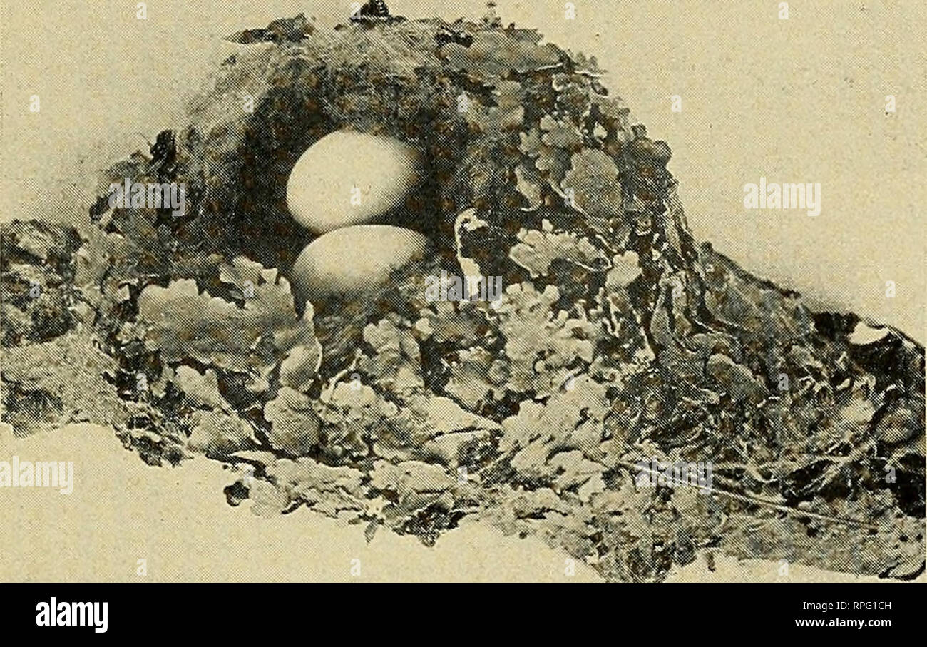 Magazine Des Oiseaux De Lamérique De Lornithologie Les