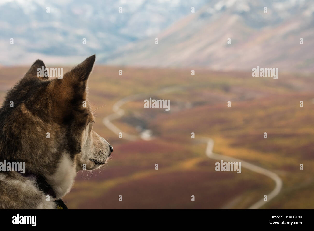 Chien Husky à à l'automne (automne) cololours sur la route de Dempster après une longue randonnée sur la montagne, l'ange le nord du Yukon, Canada Banque D'Images