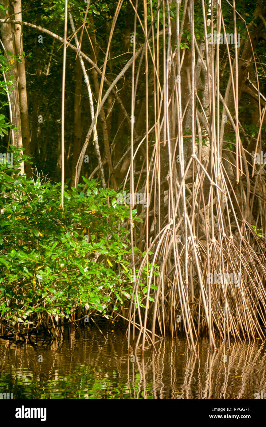Des scènes de la mangrove à Barra de Santiago, Ahuachapan, El Salvador Banque D'Images