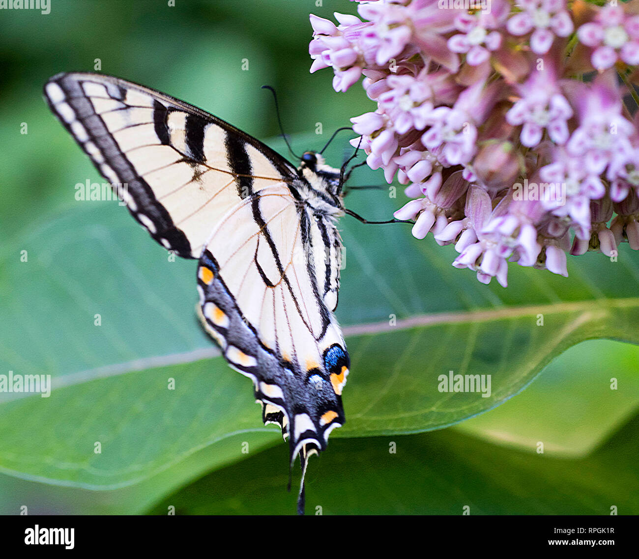 Tiger Swallowtail Butterfly, l'Asclépiade Fleurs Banque D'Images