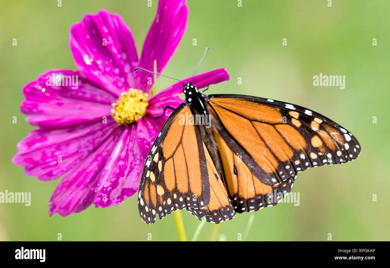 Papillon monarque, Cosmos Flower Banque D'Images
