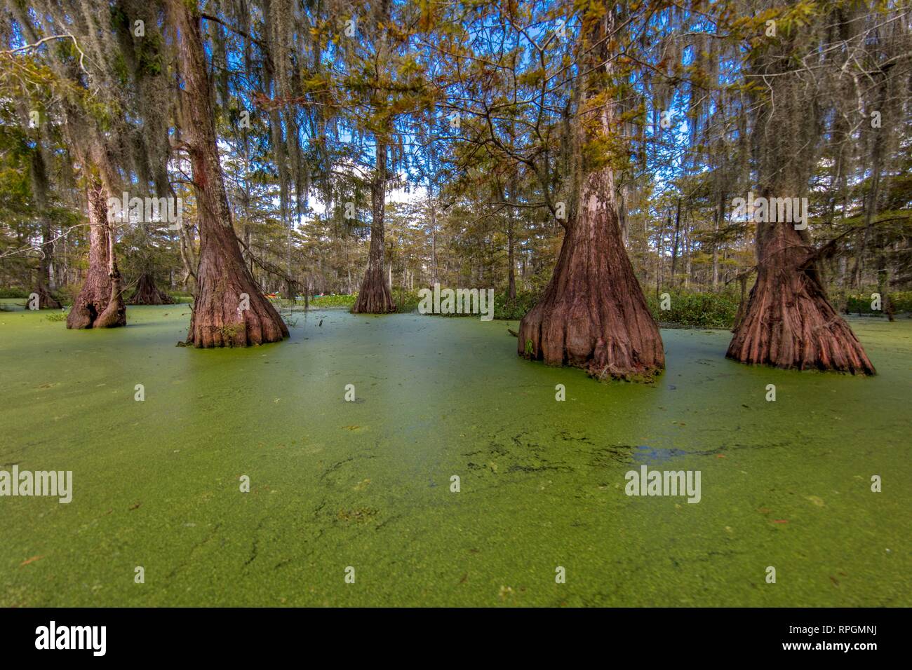 Vieux cyprès en marécage Cajun & Lac Martin, près de Breaux Bridge et Lafayette en Louisiane Banque D'Images