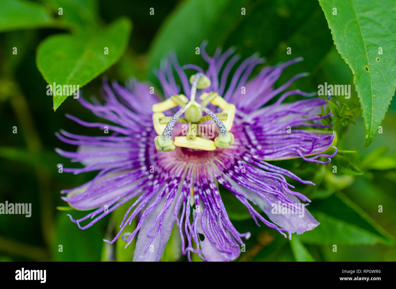 Fleurs et papillons Banque D'Images