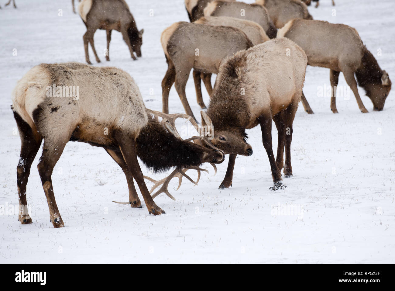 Scènes de la faune et de Jackson Hole, Wyoming Yellowstone en hiver Banque D'Images