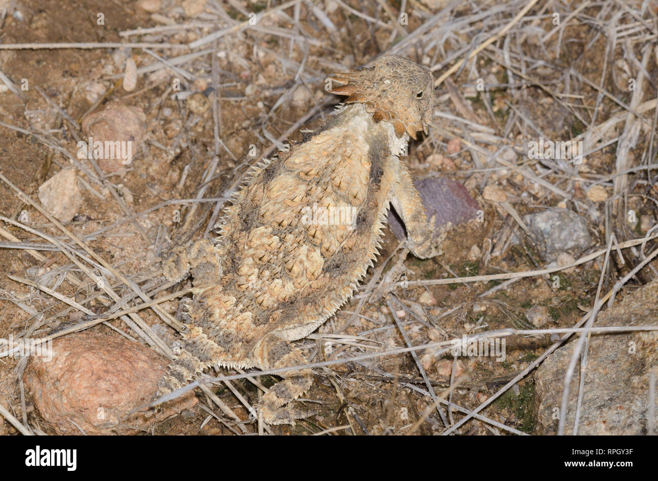 Regal Horned lizard, Phrynosoma solare Banque D'Images