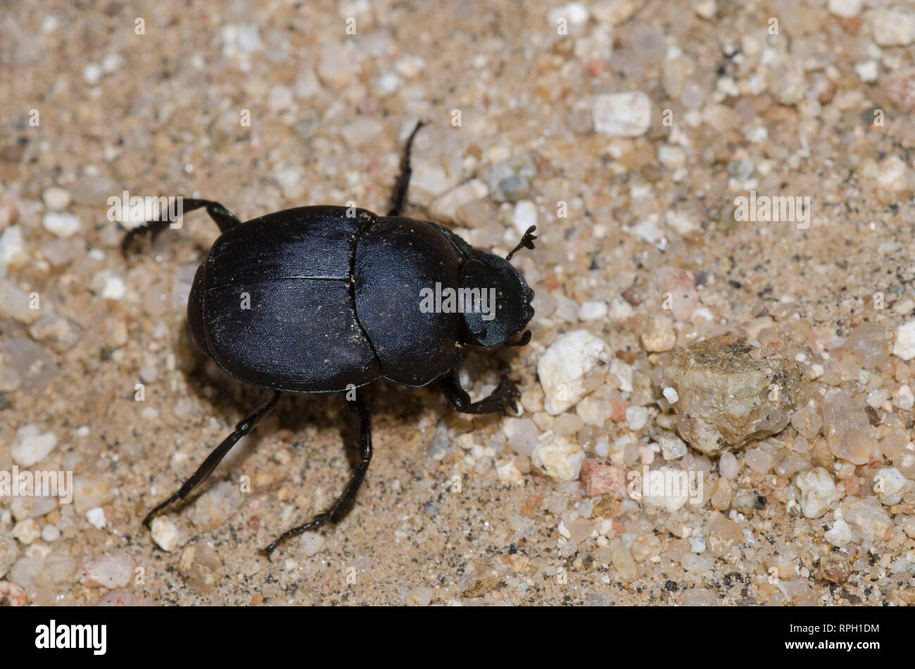 Dung Beetle, Boreocanthon SP. Banque D'Images