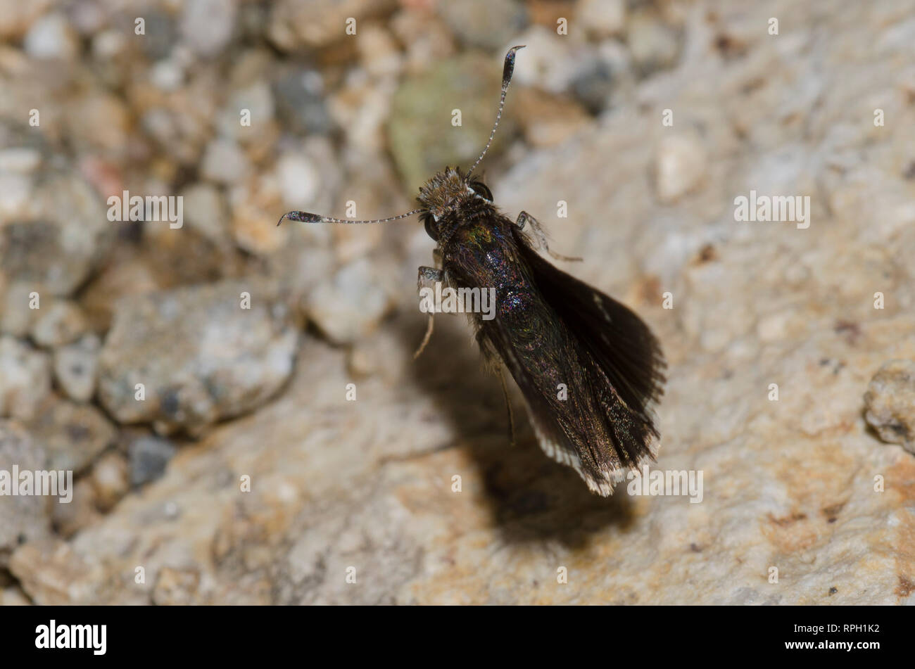 Roadside-Skipper Amblyscirtes Nysa, nysa, taking flight Banque D'Images