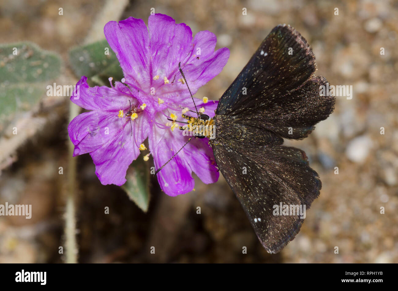 Golden-Scallopwing sa tête, pdg, nectar Staphylus femelle de moulins à vent arrière, Allionia incarnata Banque D'Images