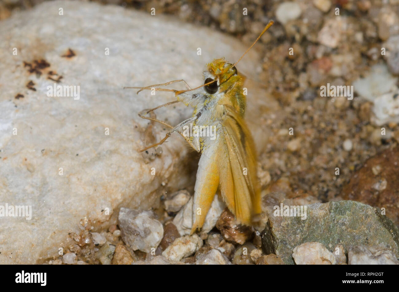 Orange Skipperling, Oarisma aurantiaca, prend son envol Banque D'Images