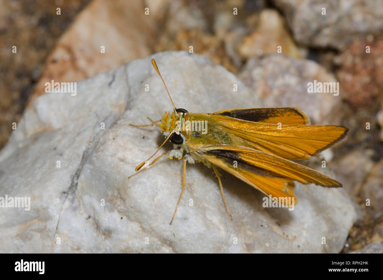 Skipperling orange, Oarisma aurantiaca Banque D'Images