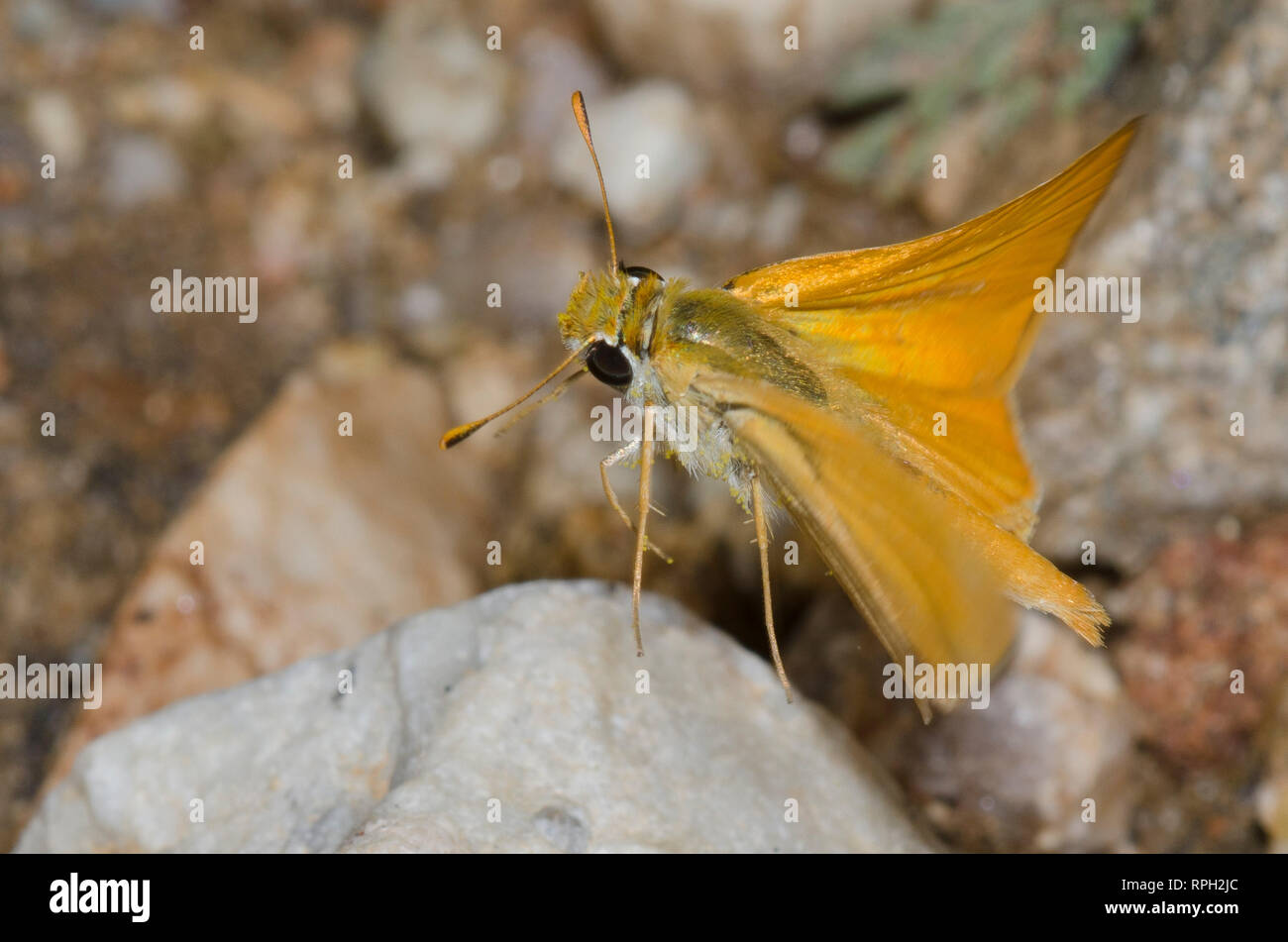 Orange Skipperling, Oarisma aurantiaca, prend son envol Banque D'Images