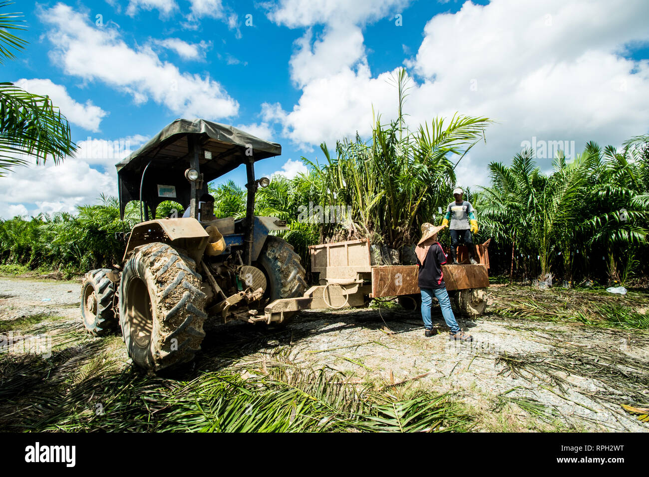 La levée des plantules de palmiers pépinières pour principal champ utilise les tracteurs Banque D'Images