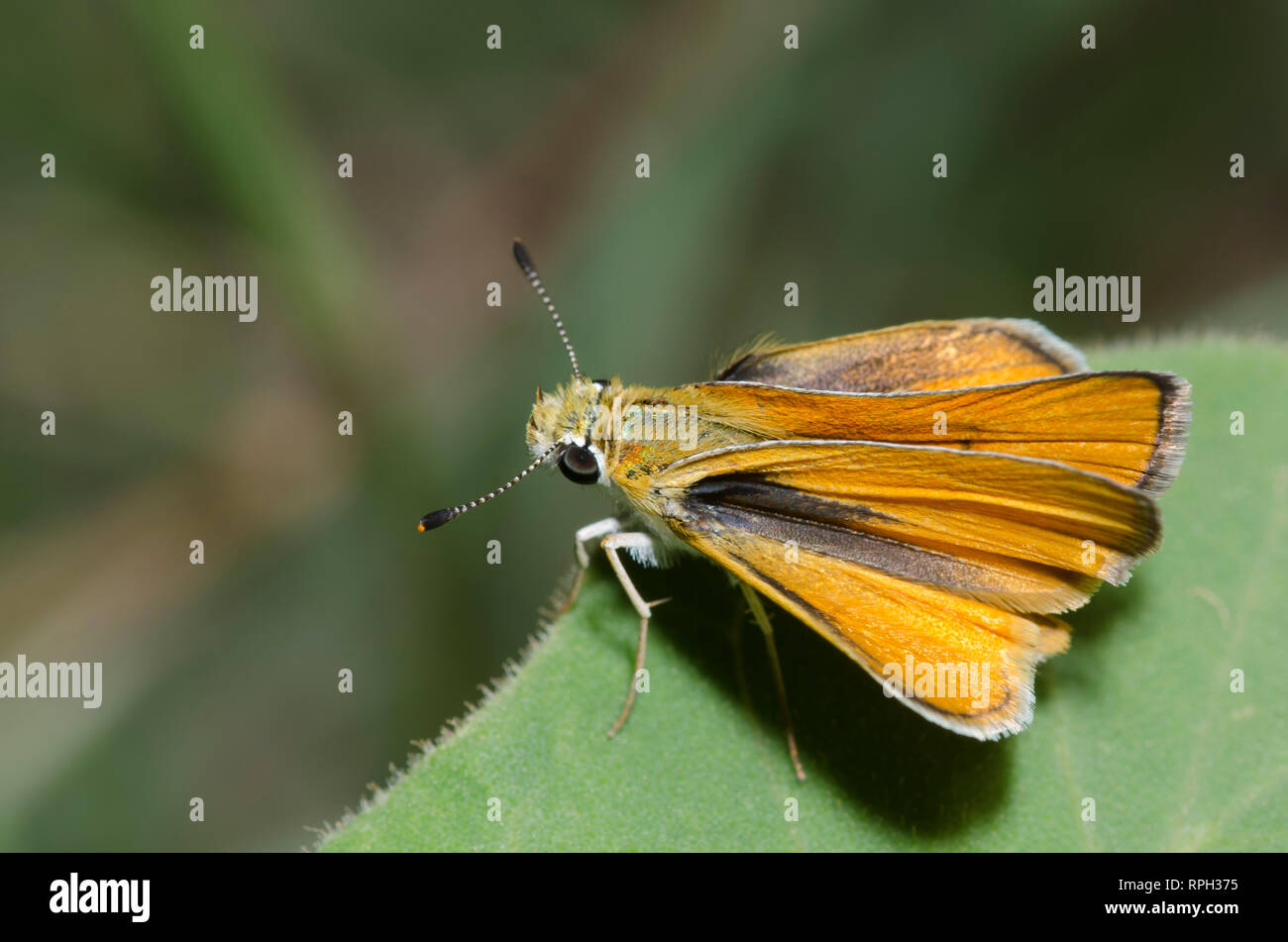 Skipperling orange, Oarisma aurantiaca Banque D'Images