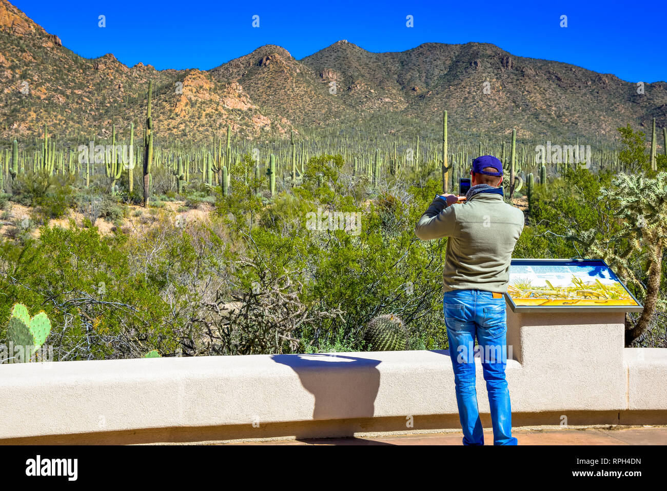 Vue arrière d'un homme de Lévis tournage cell phone photos tout en donnant sur l'immense croissance des cactus à l'Arizona-Sonora Desert Museum de Tucson, AZ, États-Unis Banque D'Images