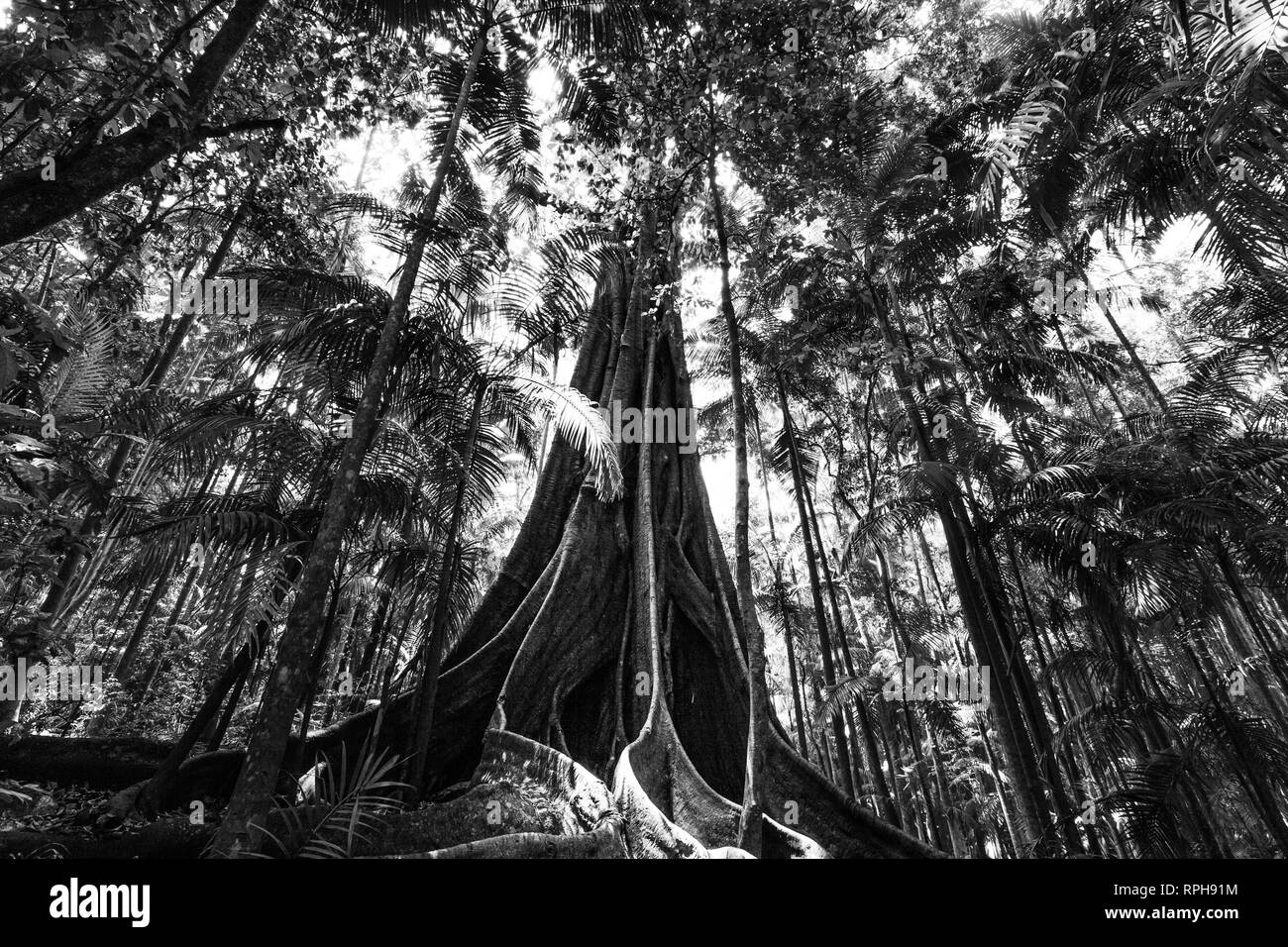 Figuier géant racines dans une forêt - image en noir et blanc Banque D'Images
