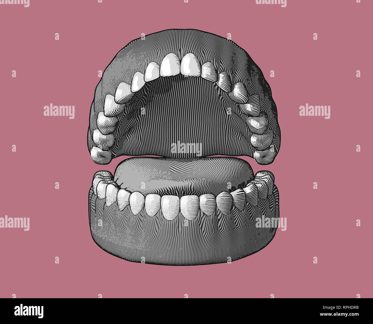 Gomme les dents avec gravure monochrome couleur illustration isolé sur fond rose Banque D'Images