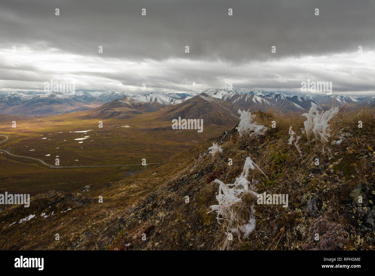 Accroché à la fin de l'été glace graminées sur Angel Mountain, parc Tombstone, au nord du Yukon, Canada Banque D'Images