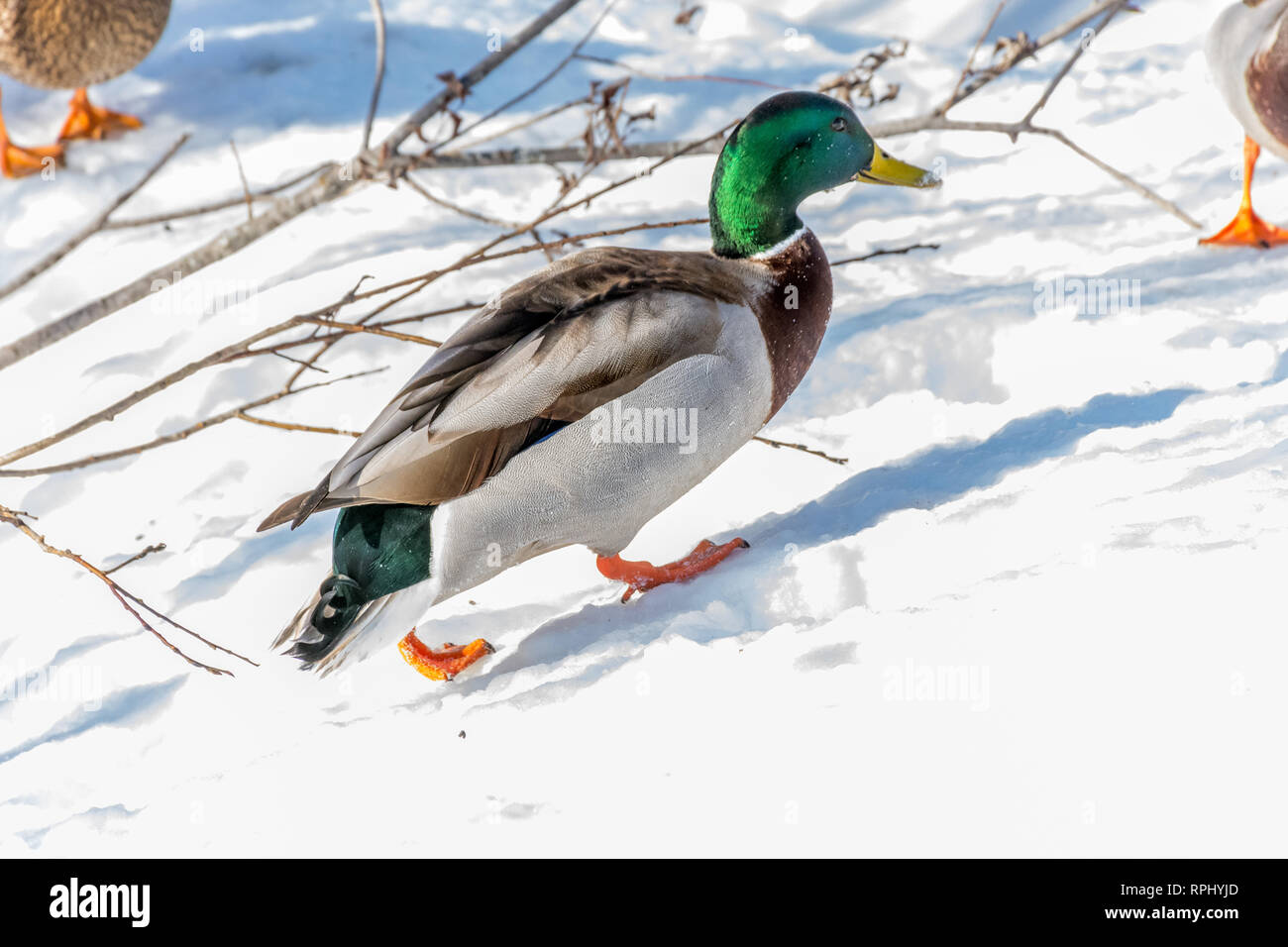 Canard colvert mâle marche sur la neige sous le soleil Banque D'Images