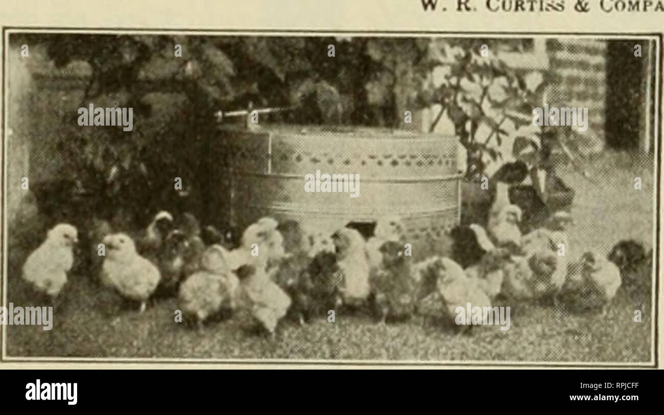 . American Bee Journal. La culture de l'abeille ; Abeilles. fJWrjWfJS^^^un Hl fl^^^flf fS fli^^^fSf fl fS :^fi ! !l^rl*"f4^^ ; fl f4*ft^ri*f4 %^^^lft r wf wf0^* j "^ »^ »^ »^ »^ »^ »^ ; &Lt ;^ »^ »^ »^ »^^^ t t j^^ j jj ;" « ^ »^ »^ »^ »^ »^^^ j t M^^^ j jT "n"^^ j j 1^^ »^ j 1^^ » jj jj poules sont conservés et une moyenne cf 250 poulets LA PHILO SYSTÈME EST PARTICULIÈREMENT PRÉCIEUX POUR L'AGRICULTEUR COMME BIEN ADAPTÉ À TOUS LES CLIMATS La philo est la différence de tous les autres façons de garder la volaille et à bien des égards, c'est l'inverse, accomplishinir thingrs dans le travail de la volaille qui ont toujours été cunsidered innposbibte et ret- ting (UNH Banque D'Images