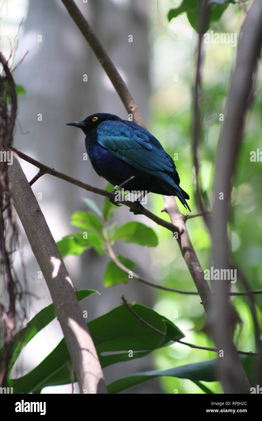 Purple Starling brillant sur la branche en volière Scripps Zoo de San Diego, San Diego, Californie Banque D'Images