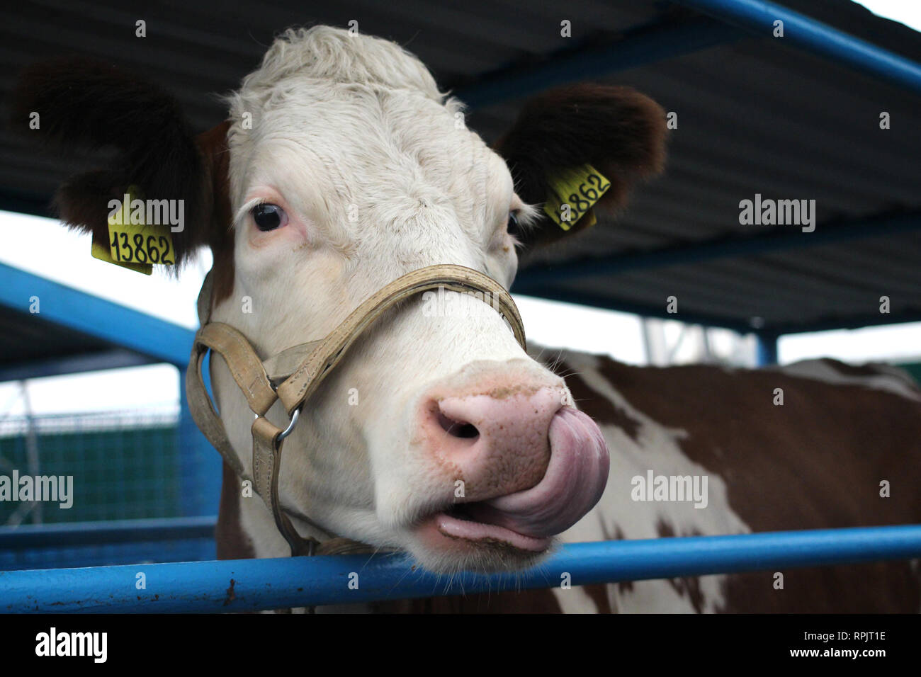 Funny vache sur une ferme dans un enclos lui tira la langue sur sa tête museau close-up ressemble Banque D'Images