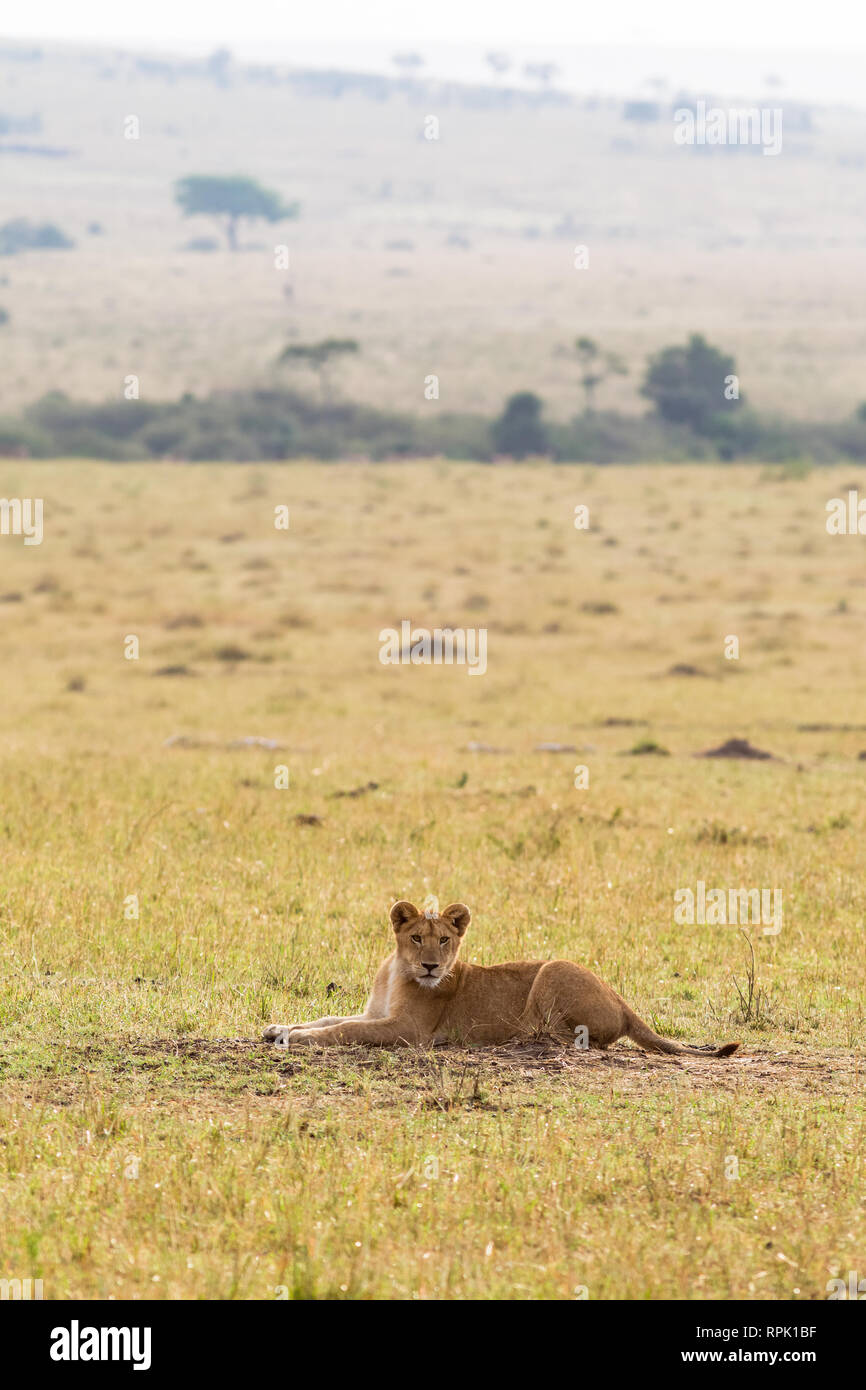 Un des lionceaux reposant sur l'herbe. De savane le Masai Mara, Kenya Banque D'Images