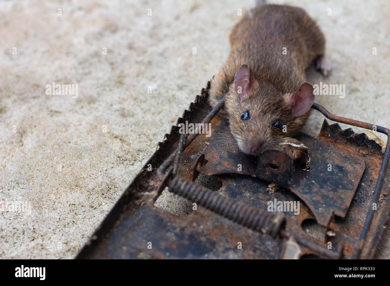 Un piège à rat killer Banque D'Images