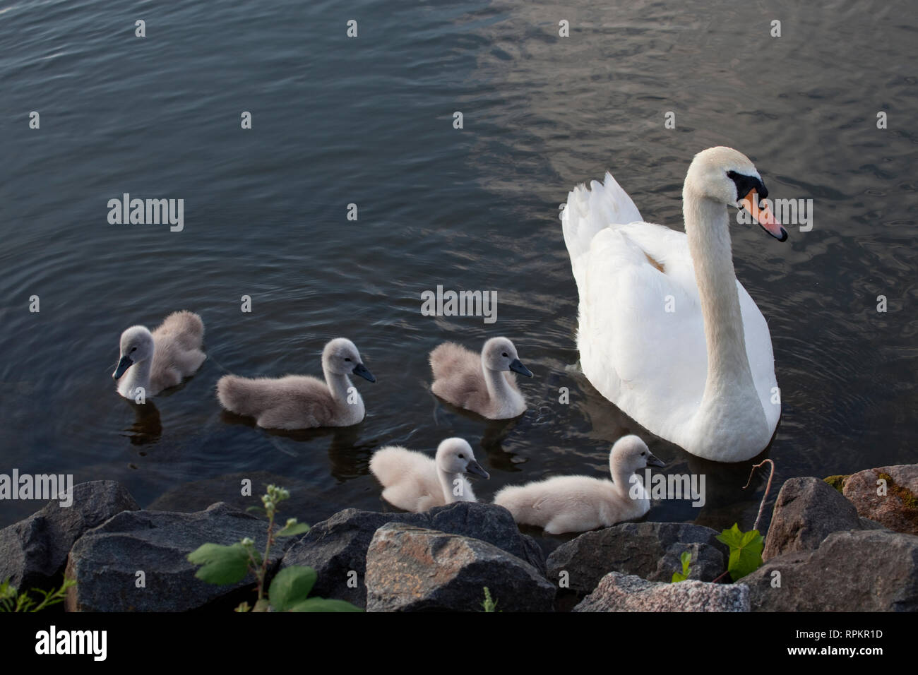 Zoologie / animaux / Oiseaux, oiseaux, Swan (Cygnini), mute swan (Cygnus olor), avec de jeunes animaux, Miltenb Additional-Rights Clearance-Info,--Not-Available Banque D'Images