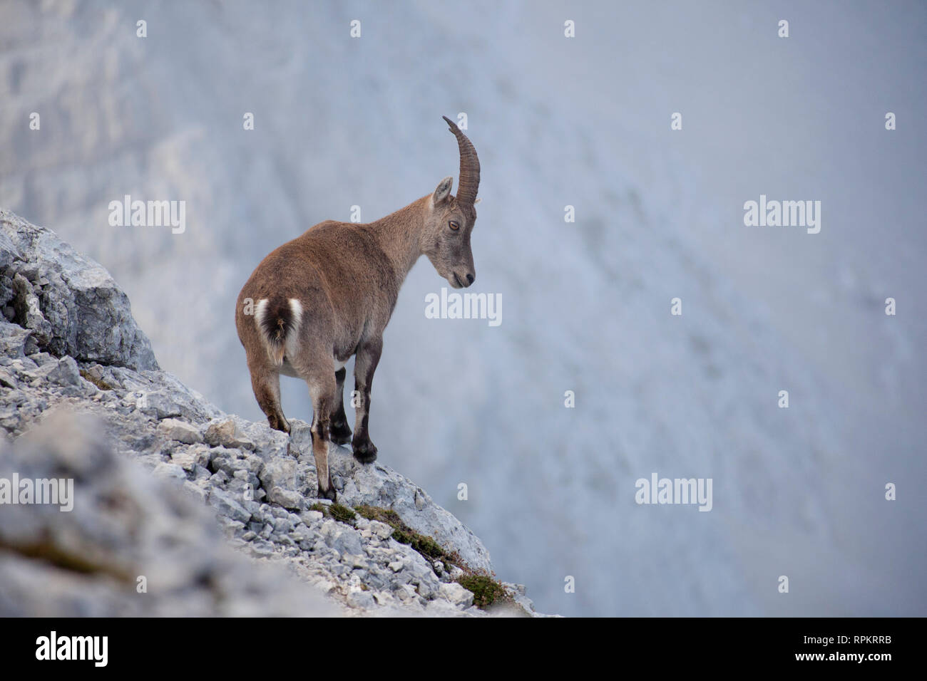 Zoologie / animaux, Mammifères Mammifères / Bovski Gamsovec, bouquetin,, les Alpes Juliennes, en Slovénie, la distribution :-Clearance-Info Additional-Rights, alpes-Not-Available Banque D'Images