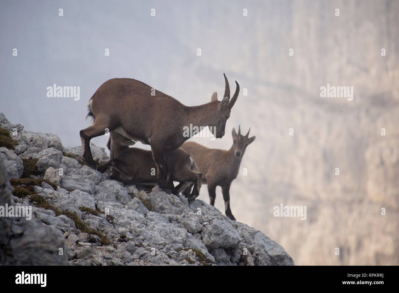 Zoologie / animaux, Mammifères Mammifères / Bovski Gamsovec, bouquetin,, les Alpes Juliennes, en Slovénie, la distribution :-Clearance-Info Additional-Rights, alpes-Not-Available Banque D'Images