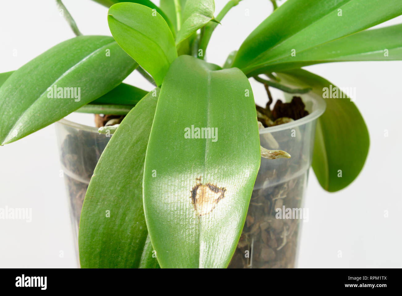 Maladie sur la feuille d'une orchidée. Close-up. Coup de soleil sur une  feuille d'orchidée, sur fond blanc. Phalaenopsis Photo Stock - Alamy