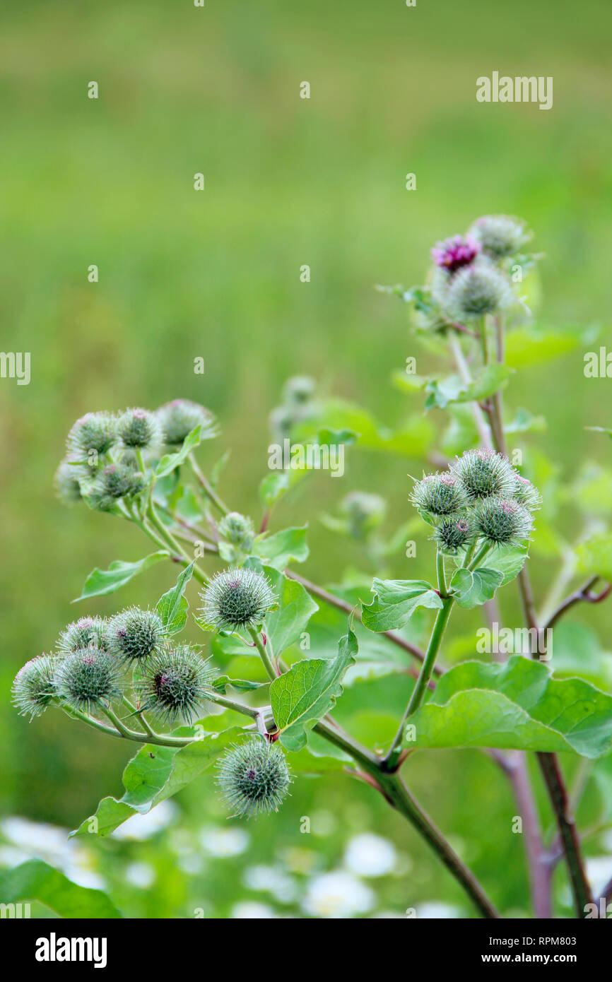 La bardane plante mdicinale. Les fleurs et les feuilles de la bardane qui  fleurit en t. L'usine d't. Les bourgeons vert et violet fleurs de la  bardane Photo Stock - Alamy