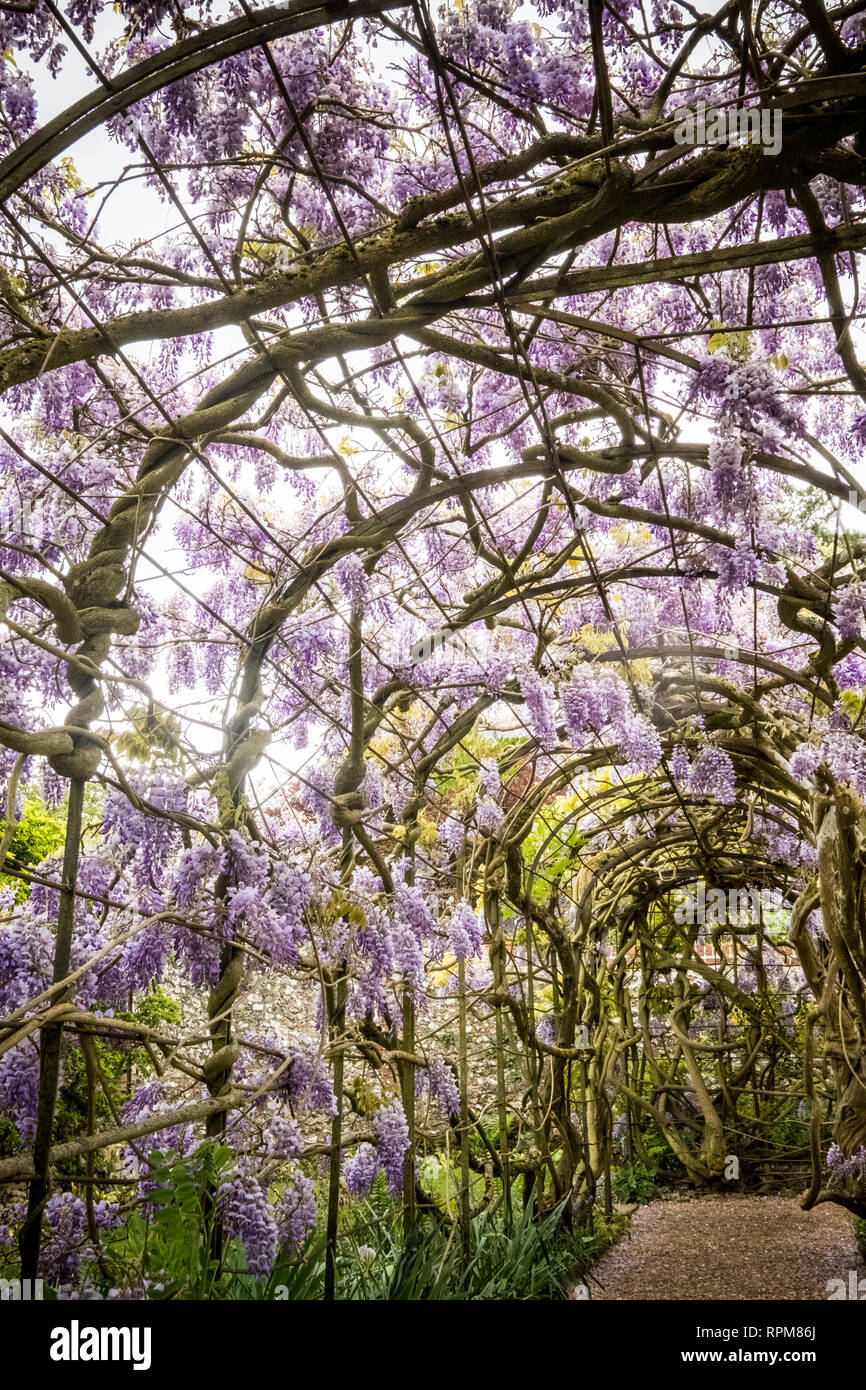 Une arche soutenant l'ancienne 125 ans Wisteria à Grays Court National Trust, l'Oxfordshire. Mai 2017 Banque D'Images