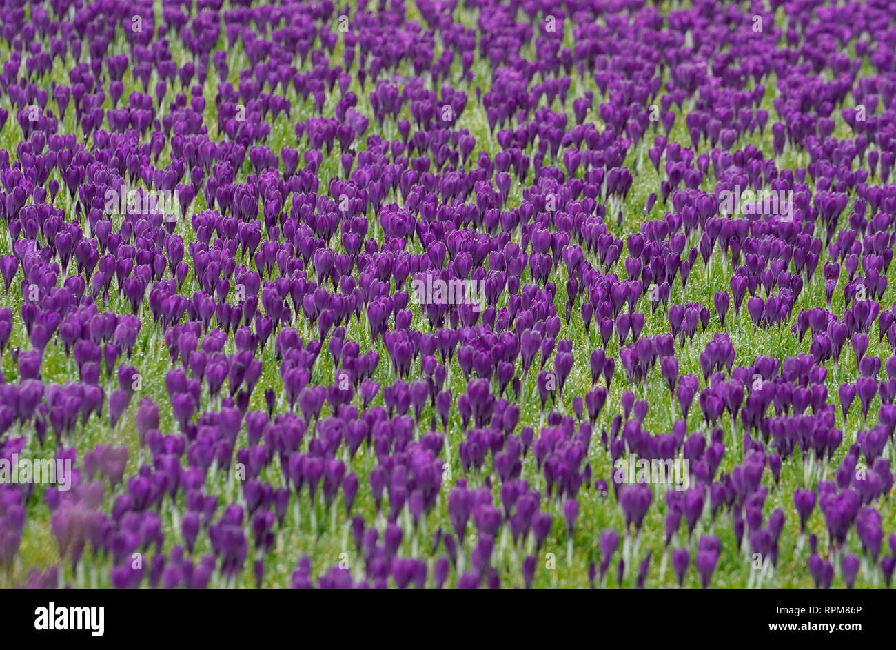 Des milliers de crocus ont commencé à fleurir semaines tôt après des températures exceptionnellement élevées au National Trust Wallington Hall, près de Scarborough dans le Northumberland. Banque D'Images