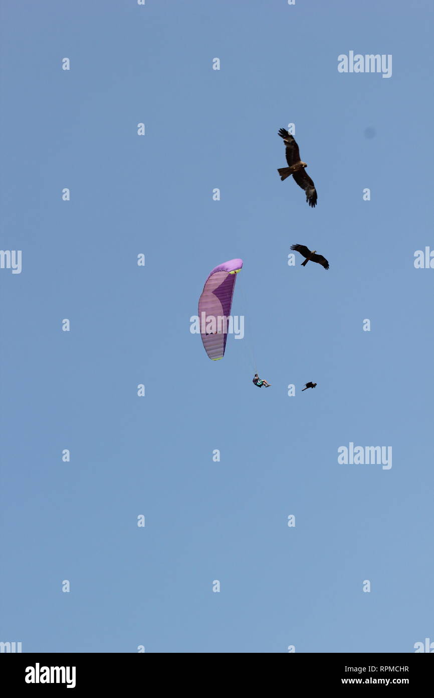 Kerala Inde parachute avec les aigles Banque D'Images
