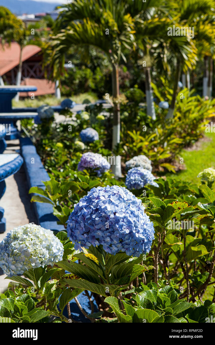 Hydrangea macrophylla bleu vif dans un jardin en fleurs. Poas, Costa Rica. Banque D'Images