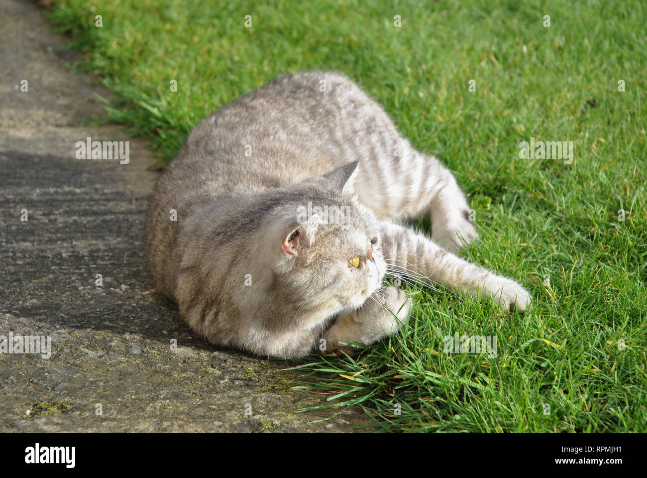 Un Exotic Shorthair silver tabby cat soleil dans le soleil du printemps Banque D'Images