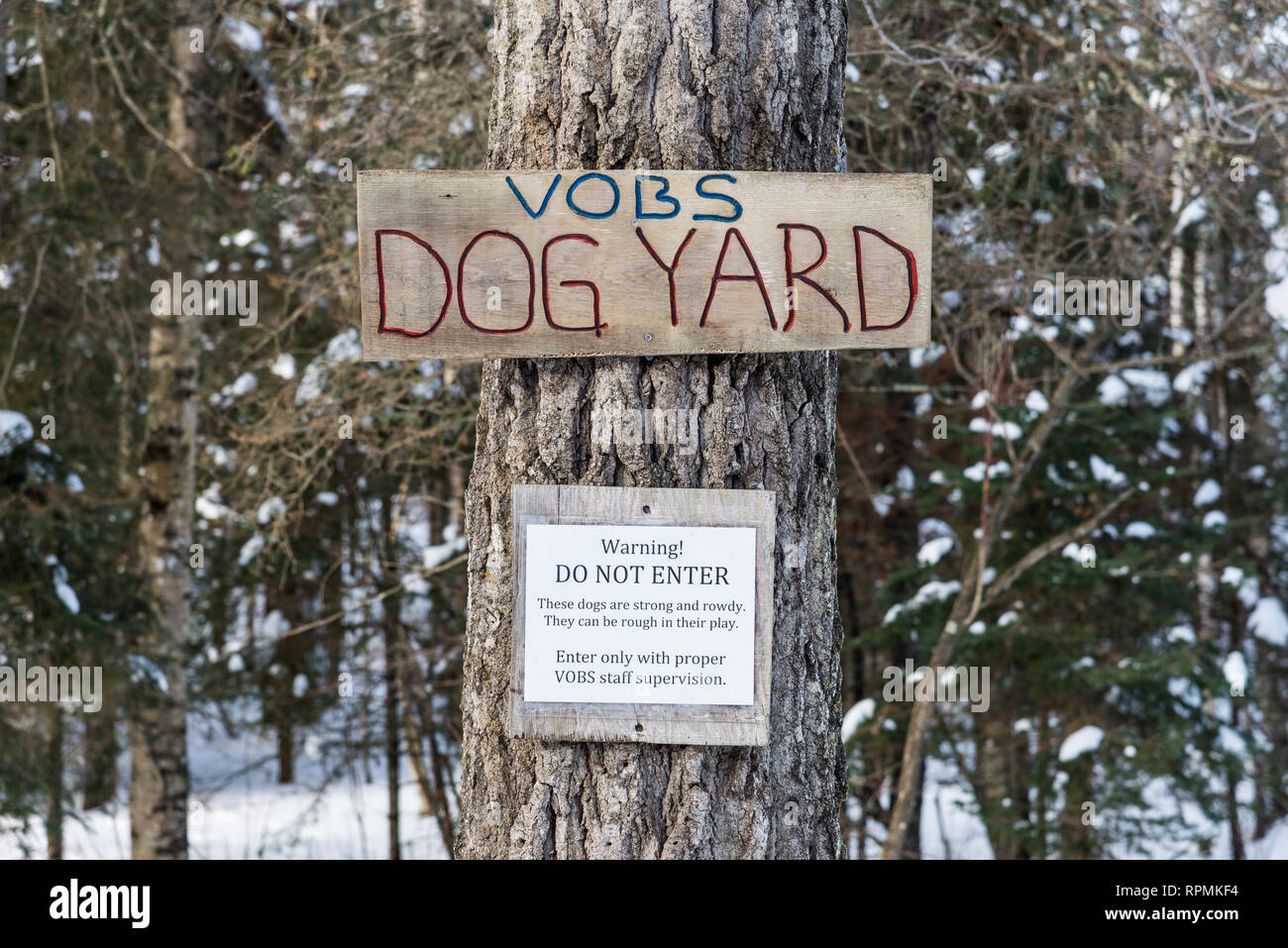 Un chantier en bois 'Dog' et 'Ne pas entrer' signes clouée sur un arbre. Duluth, Minnesota, USA. Banque D'Images